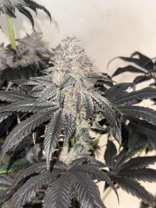 Super Boof + 5Mentarios + GMO y mas. Week 11