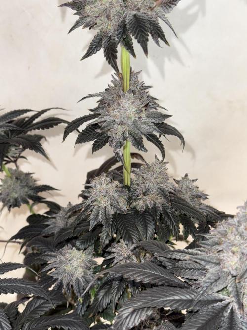 Super Boof + 5Mentarios + GMO y mas. Week 11