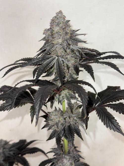 Super Boof + 5Mentarios + GMO y mas. Week 11