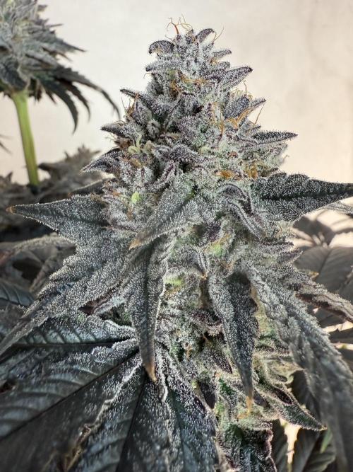 Super Boof + 5Mentarios + GMO y mas. Week 11