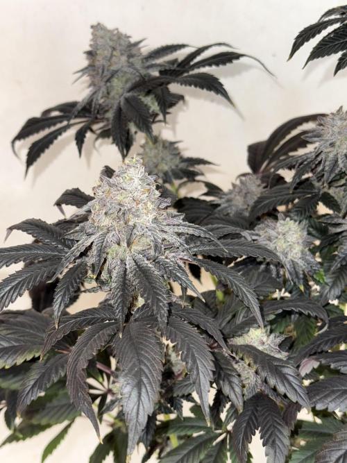 Super Boof + 5Mentarios + GMO y mas. Week 11