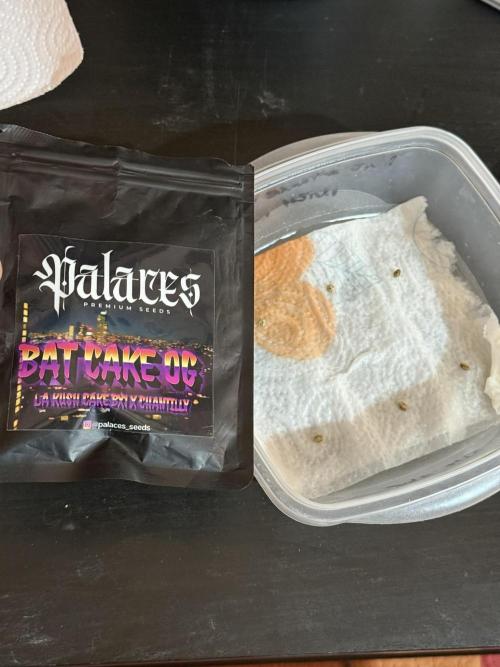 TRIP Sticky Wasabi VS DIP Bat Cake OG. Week 0 - Bat Cake OG