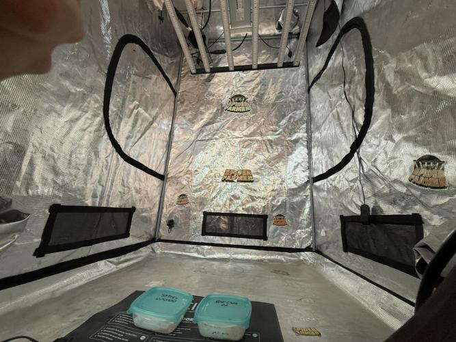 TRIP Sticky Wasabi VS DIP Bat Cake OG. Week 0 - Indoor completo