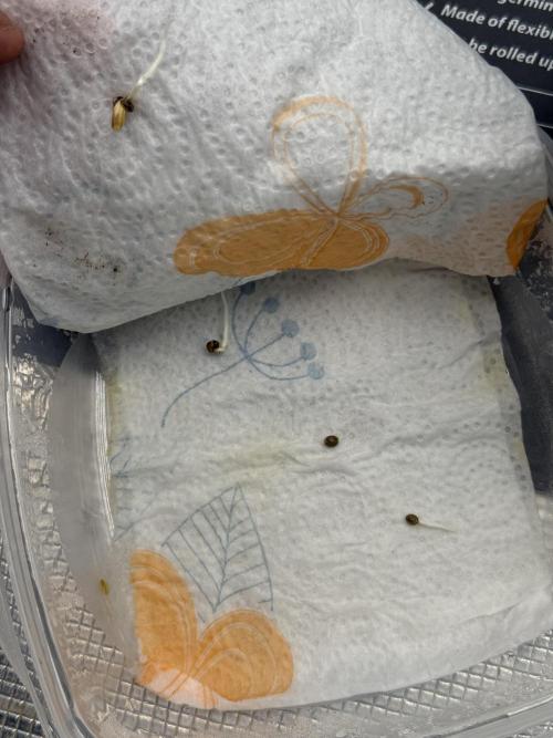 TRIP Sticky Wasabi VS DIP Bat Cake OG. Week 0 - 2 dias despues ya hay 3 sticky wasabi listas