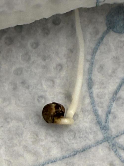 TRIP Sticky Wasabi VS DIP Bat Cake OG. Week 0 - sticky wasabi