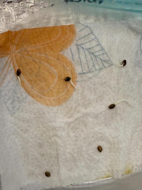 TRIP Sticky Wasabi VS DIP Bat Cake OG. Week 0 - bat cake og