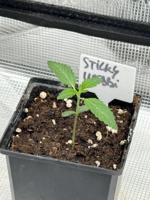 TRIP Sticky Wasabi VS DIP Bat Cake OG. Week 1