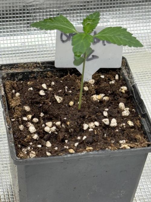 TRIP Sticky Wasabi VS DIP Bat Cake OG. Week 1