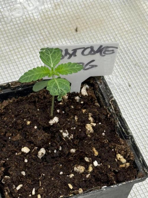 TRIP Sticky Wasabi VS DIP Bat Cake OG. Week 1