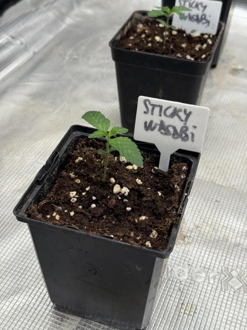 TRIP Sticky Wasabi VS DIP Bat Cake OG. Week 1