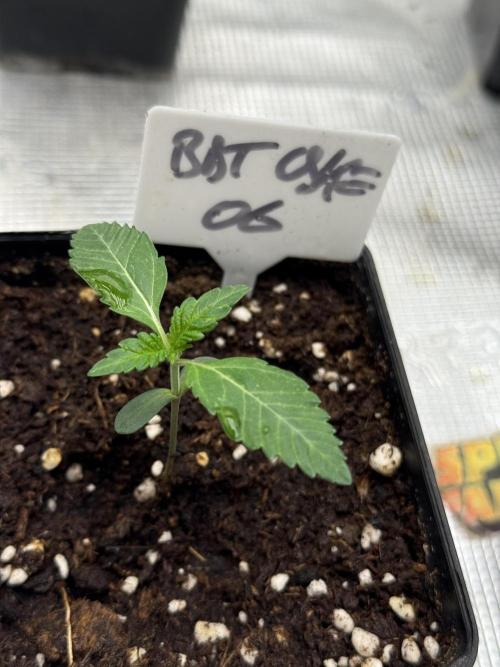 TRIP Sticky Wasabi VS DIP Bat Cake OG. Week 1