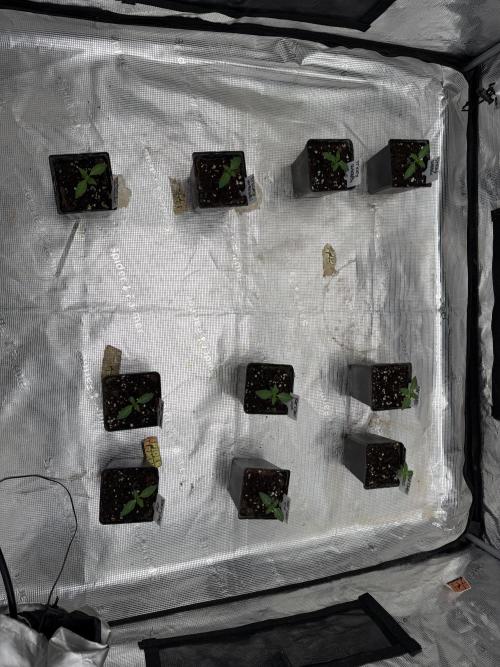 TRIP Sticky Wasabi VS DIP Bat Cake OG. Week 1
