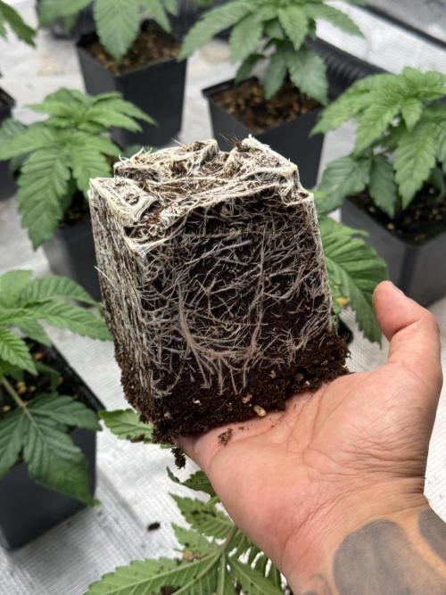 TRIP Sticky Wasabi VS DIP Bat Cake OG. Week 2 - Sticky Wasabi