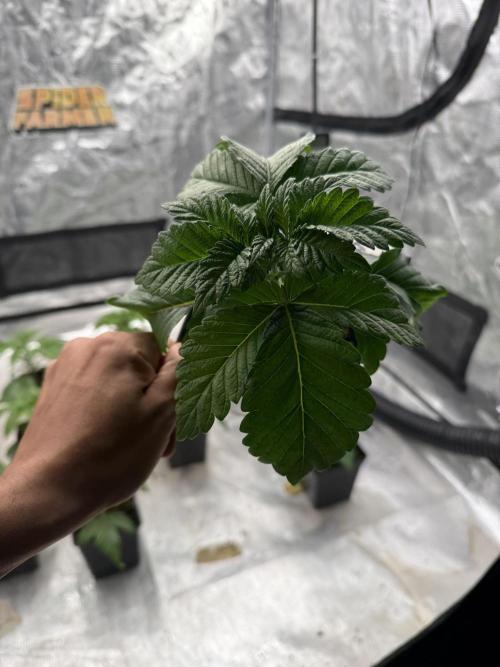 TRIP Sticky Wasabi VS DIP Bat Cake OG. Week 2