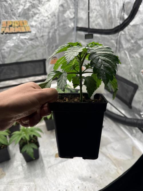 TRIP Sticky Wasabi VS DIP Bat Cake OG. Week 2