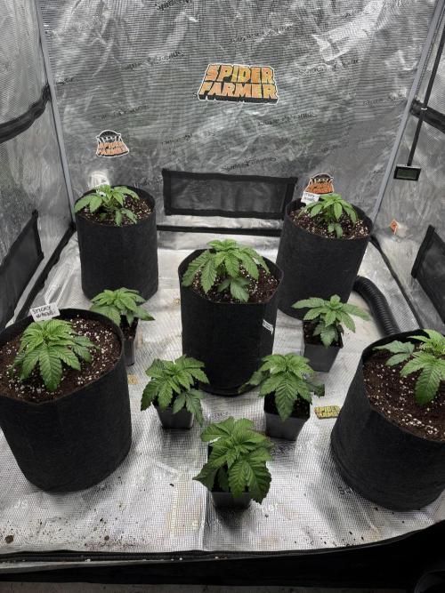 TRIP Sticky Wasabi VS DIP Bat Cake OG. Week 2