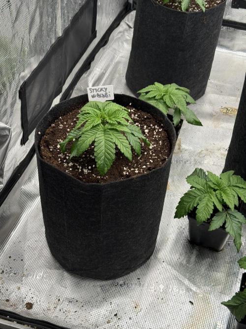TRIP Sticky Wasabi VS DIP Bat Cake OG. Week 2