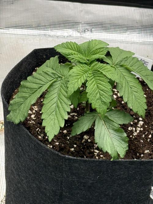 TRIP Sticky Wasabi VS DIP Bat Cake OG. Week 2