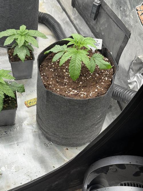TRIP Sticky Wasabi VS DIP Bat Cake OG. Week 2