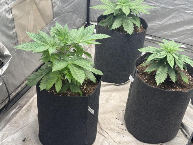 TRIP Sticky Wasabi VS DIP Bat Cake OG. Week 3