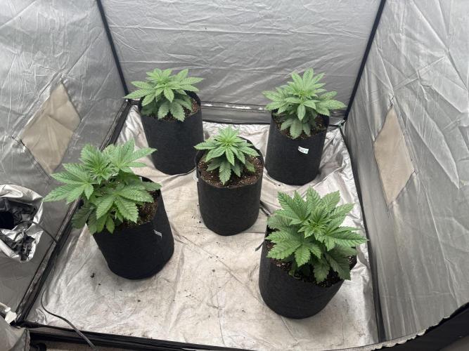 TRIP Sticky Wasabi VS DIP Bat Cake OG. Week 3