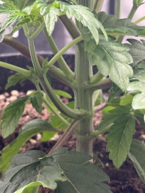 TRIP Sticky Wasabi VS DIP Bat Cake OG. Week 3 - Sticky wasabi