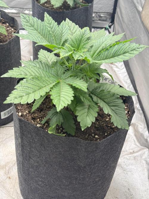 TRIP Sticky Wasabi VS DIP Bat Cake OG. Week 3