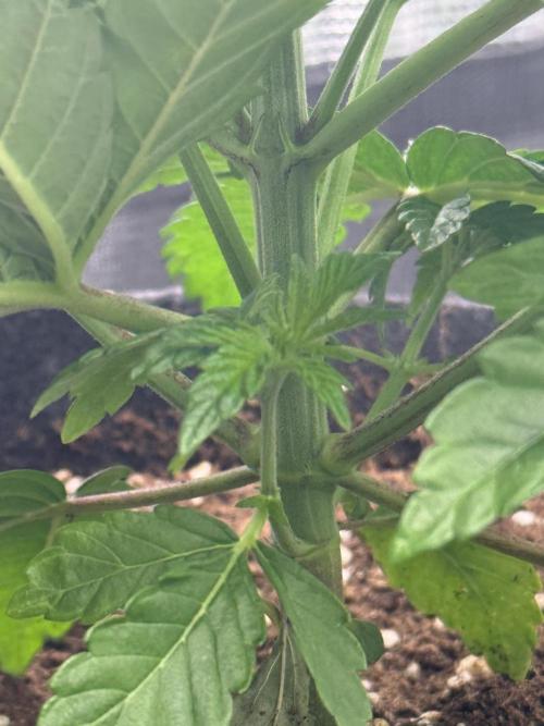 TRIP Sticky Wasabi VS DIP Bat Cake OG. Week 3 - Bat Cake OG