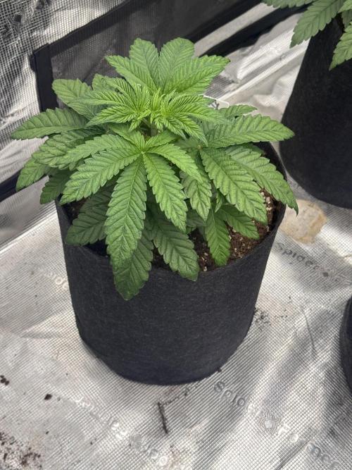 TRIP Sticky Wasabi VS DIP Bat Cake OG. Week 3