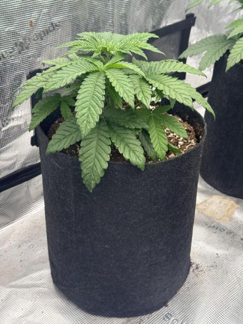 TRIP Sticky Wasabi VS DIP Bat Cake OG. Week 3