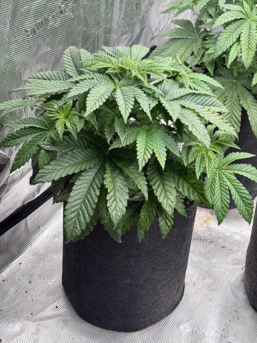 TRIP Sticky Wasabi VS DIP Bat Cake OG. Week 4 - Sticky wasabi