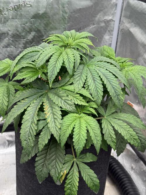 TRIP Sticky Wasabi VS DIP Bat Cake OG. Week 4
