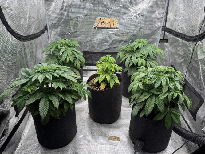 TRIP Sticky Wasabi VS DIP Bat Cake OG. Week 4