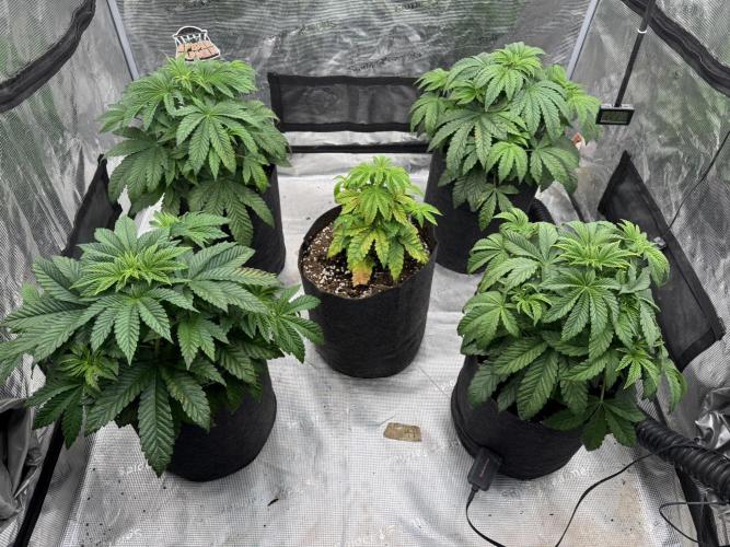 TRIP Sticky Wasabi VS DIP Bat Cake OG. Week 4