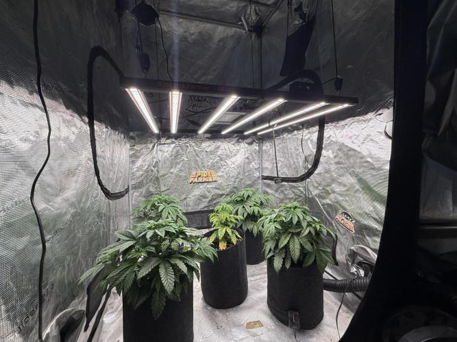TRIP Sticky Wasabi VS DIP Bat Cake OG. Week 4