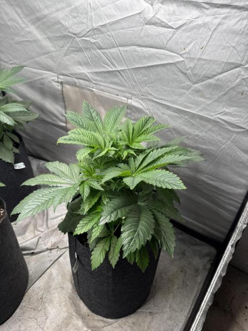 TRIP Sticky Wasabi VS DIP Bat Cake OG. Week 4