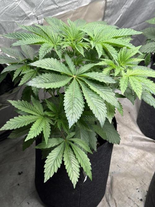 TRIP Sticky Wasabi VS DIP Bat Cake OG. Week 4