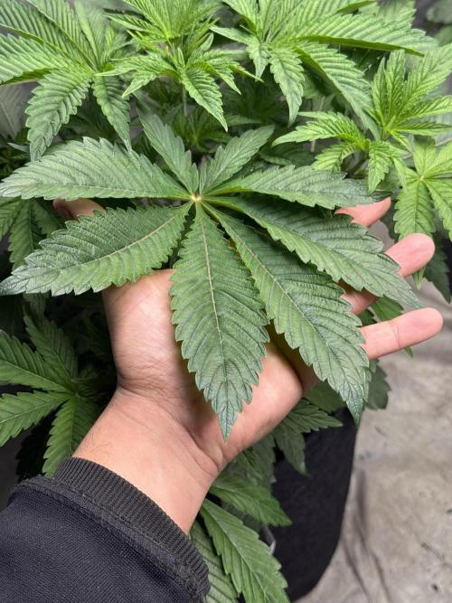 TRIP Sticky Wasabi VS DIP Bat Cake OG. Week 4 - Bat Cake OG