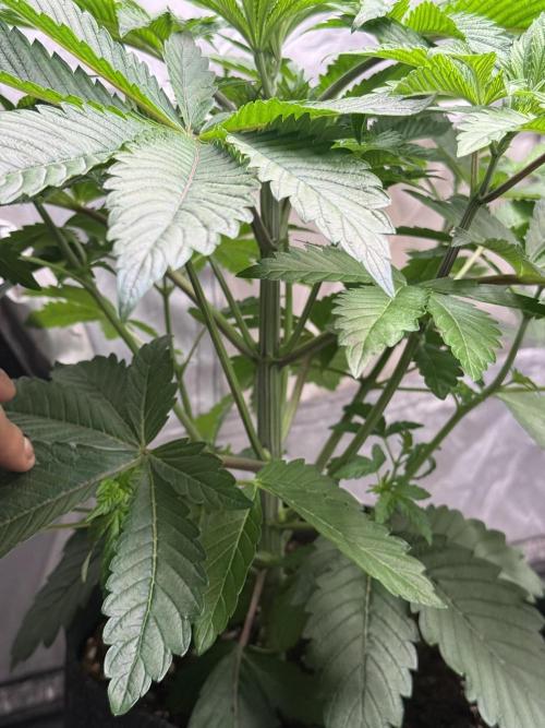 TRIP Sticky Wasabi VS DIP Bat Cake OG. Week 4