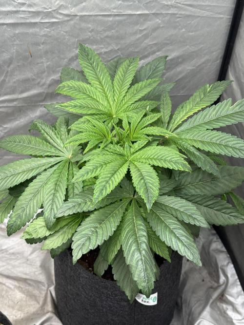 TRIP Sticky Wasabi VS DIP Bat Cake OG. Week 4