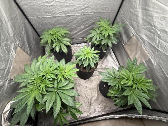 TRIP Sticky Wasabi VS DIP Bat Cake OG. Week 4