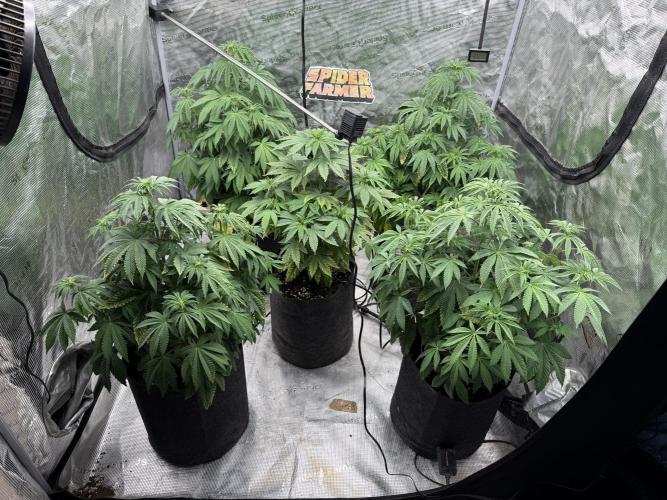 TRIP Sticky Wasabi VS DIP Bat Cake OG. Week 6 - 4 sticky en esquinas y bat cake centro