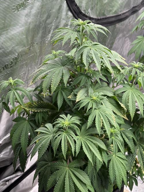 TRIP Sticky Wasabi VS DIP Bat Cake OG. Week 6 - Sticky wasabi