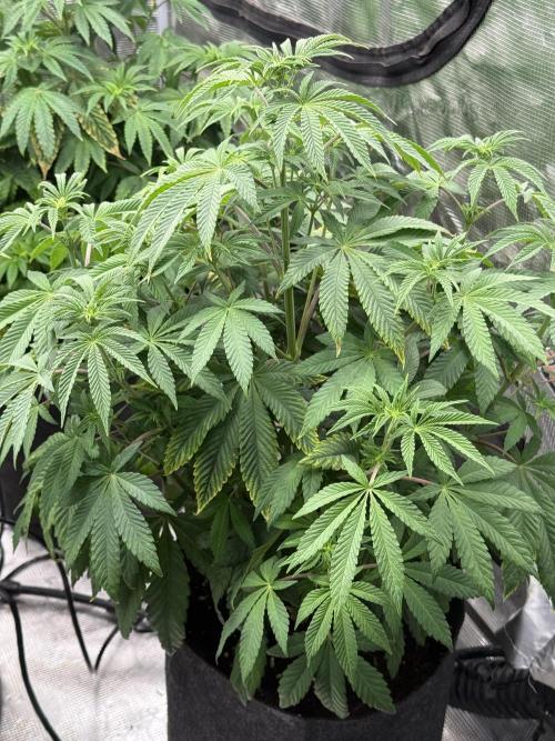 TRIP Sticky Wasabi VS DIP Bat Cake OG. Week 6 - Sticky wasabi