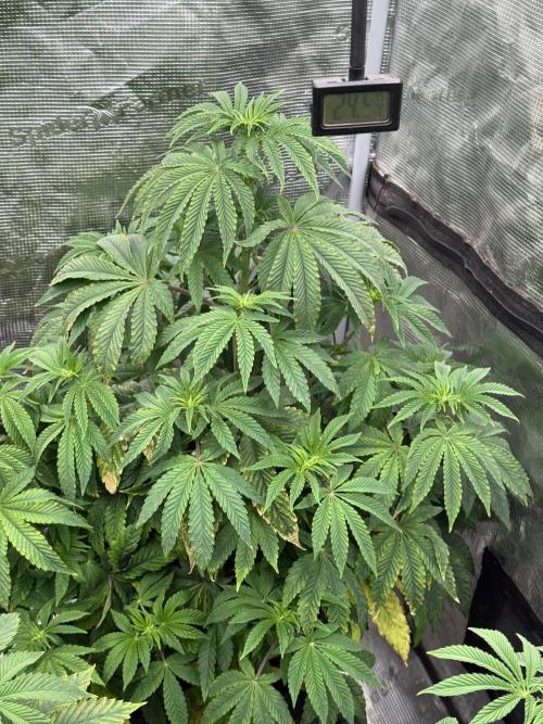 TRIP Sticky Wasabi VS DIP Bat Cake OG. Week 6 - Sticky wasabi
