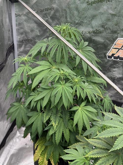TRIP Sticky Wasabi VS DIP Bat Cake OG. Week 6 - Sticky wasabi