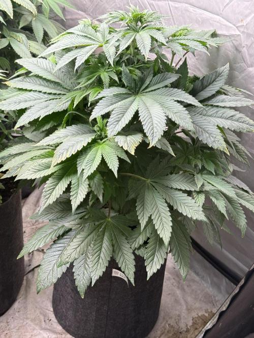 TRIP Sticky Wasabi VS DIP Bat Cake OG. Week 6 - Bat Cake OG