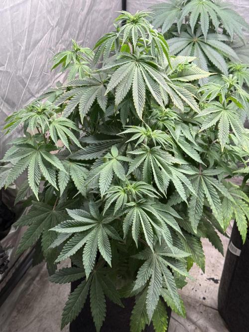TRIP Sticky Wasabi VS DIP Bat Cake OG. Week 6 - Bat Cake OG