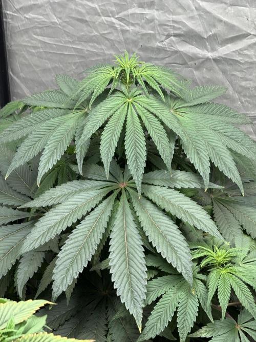 TRIP Sticky Wasabi VS DIP Bat Cake OG. Week 6 - Bat Cake OG