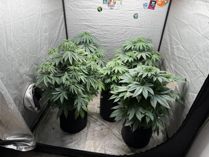 TRIP Sticky Wasabi VS DIP Bat Cake OG. Week 6 - 
x5 Bat Cake OG